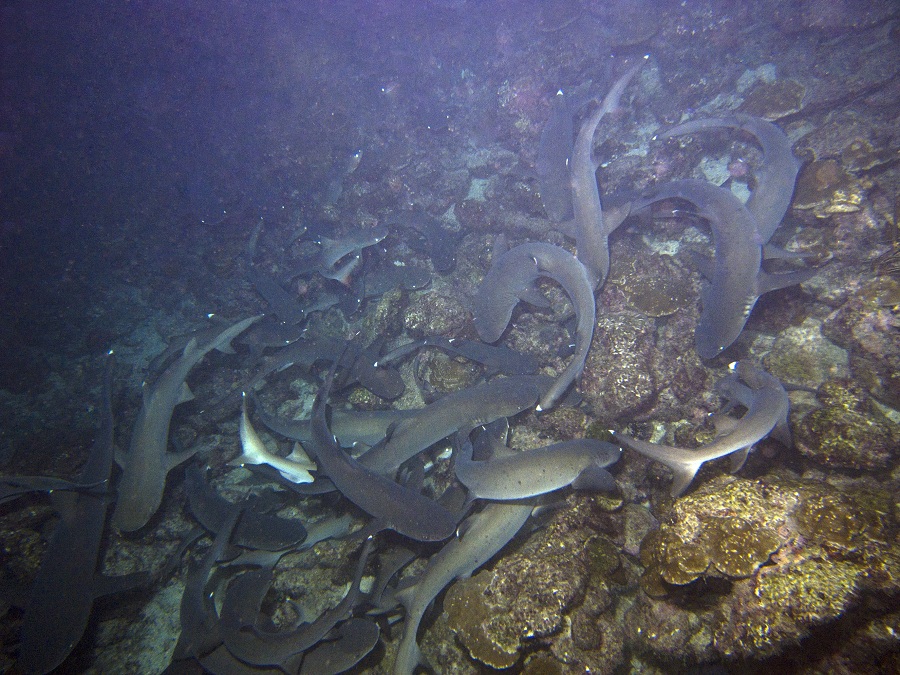 The most exciting and unbelievable adventure The most exciting and unbelievable adventure